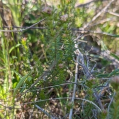 Asperula conferta at Watson, ACT - 26 Aug 2023