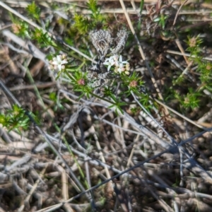 Asperula conferta at Watson, ACT - 26 Aug 2023 11:33 AM