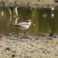 Charadrius melanops at Fyshwick, ACT - 25 Aug 2023 01:48 PM