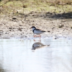 Charadrius melanops at Fyshwick, ACT - 25 Aug 2023 01:48 PM