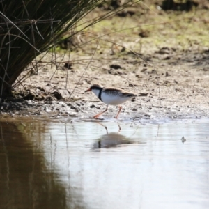 Charadrius melanops at Fyshwick, ACT - 25 Aug 2023 01:48 PM