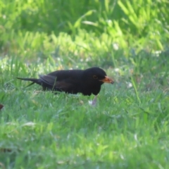 Turdus merula at Fyshwick, ACT - 25 Aug 2023