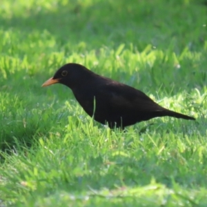 Turdus merula at Fyshwick, ACT - 25 Aug 2023