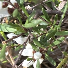 Cryptandra amara (Bitter Cryptandra) at Yarralumla, ACT - 26 Aug 2023 by lbradley