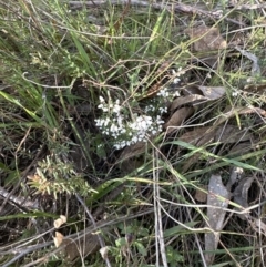 Cryptandra amara at Belconnen, ACT - 26 Aug 2023