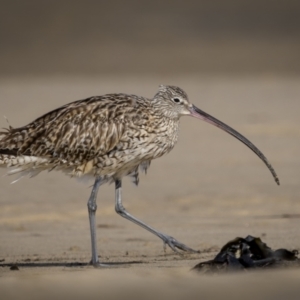 Numenius madagascariensis at Old Bar, NSW - 24 Aug 2023