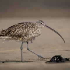 Numenius madagascariensis (Eastern Curlew) at Old Bar, NSW - 23 Aug 2023 by trevsci