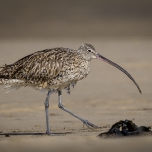 Numenius madagascariensis (Eastern Curlew) at Old Bar, NSW by trevsci
