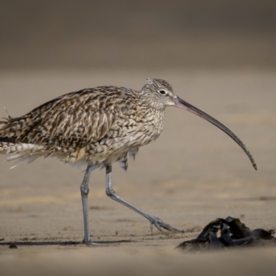Numenius madagascariensis (Eastern Curlew) at Old Bar, NSW - 23 Aug 2023 by trevsci