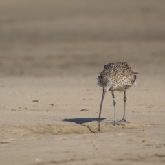 Numenius madagascariensis at Old Bar, NSW - 24 Aug 2023