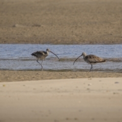 Numenius madagascariensis at Old Bar, NSW - 24 Aug 2023