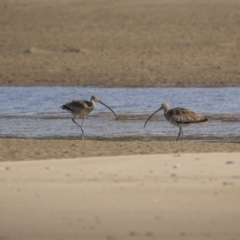 Numenius madagascariensis at Old Bar, NSW - 24 Aug 2023 09:47 AM