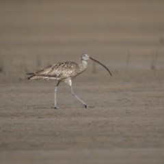 Numenius madagascariensis at Old Bar, NSW - 24 Aug 2023 09:47 AM