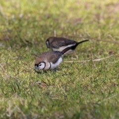 Stizoptera bichenovii (Double-barred Finch) at Jerrabomberra Wetlands - 25 Aug 2023 by RodDeb