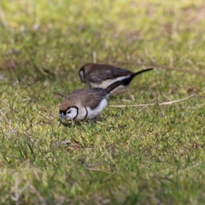 Stizoptera bichenovii (Double-barred Finch) at Fyshwick, ACT - 25 Aug 2023 by RodDeb