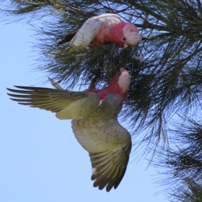 Eolophus roseicapilla (Galah) at Jerrabomberra Wetlands - 25 Aug 2023 by RodDeb