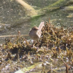 Poodytes gramineus (Little Grassbird) at Jerrabomberra Wetlands - 25 Aug 2023 by RodDeb