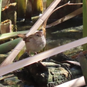 Poodytes gramineus at Fyshwick, ACT - 25 Aug 2023