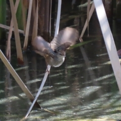 Poodytes gramineus at Fyshwick, ACT - 25 Aug 2023