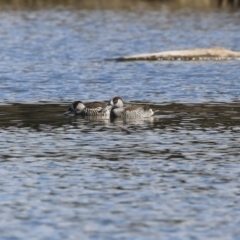 Malacorhynchus membranaceus (Pink-eared Duck) at Fyshwick, ACT - 25 Aug 2023 by RodDeb