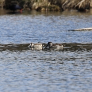 Malacorhynchus membranaceus at Fyshwick, ACT - 25 Aug 2023