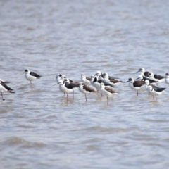 Himantopus leucocephalus at Cleveland, QLD - 25 Aug 2023 12:13 PM