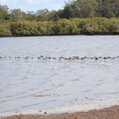 Himantopus leucocephalus at Cleveland, QLD - 25 Aug 2023 12:13 PM