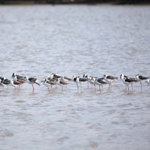 Himantopus leucocephalus at Cleveland, QLD - 25 Aug 2023 12:13 PM