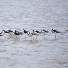 Himantopus leucocephalus at Cleveland, QLD - 25 Aug 2023 12:13 PM