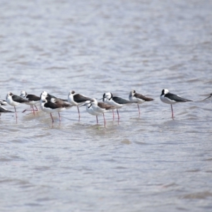 Himantopus leucocephalus at Cleveland, QLD - 25 Aug 2023 12:13 PM