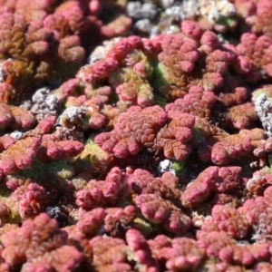 Azolla rubra at Fyshwick, ACT - 25 Aug 2023