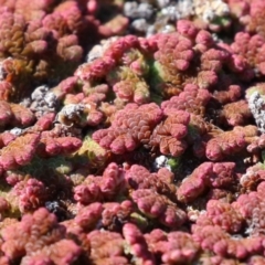 Azolla rubra (Red Water Fern) at Fyshwick, ACT - 25 Aug 2023 by RodDeb