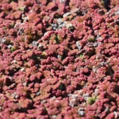 Azolla rubra at Fyshwick, ACT - 25 Aug 2023