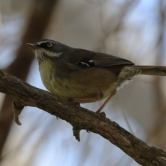 Sericornis frontalis (White-browed Scrubwren) at Fyshwick, ACT - 25 Aug 2023 by RodDeb