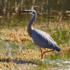 Egretta novaehollandiae (White-faced Heron) at Jerrabomberra Wetlands - 25 Aug 2023 by RodDeb