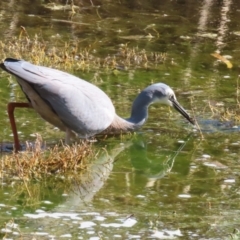 Egretta novaehollandiae at Fyshwick, ACT - 25 Aug 2023