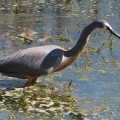 Egretta novaehollandiae at Fyshwick, ACT - 25 Aug 2023