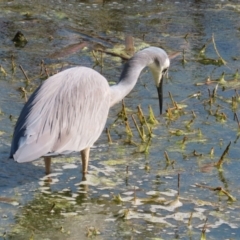 Egretta novaehollandiae at Fyshwick, ACT - 25 Aug 2023