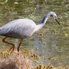 Egretta novaehollandiae at Fyshwick, ACT - 25 Aug 2023