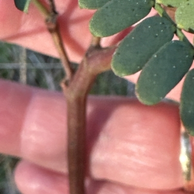 Acacia rubida (Red-stemmed Wattle, Red-leaved Wattle) at Aranda Bushland - 26 Aug 2023 by lbradley