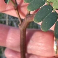 Acacia rubida (Red-stemmed Wattle, Red-leaved Wattle) at Aranda Bushland - 26 Aug 2023 by lbradley