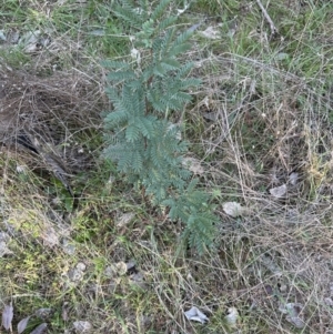 Acacia rubida at Belconnen, ACT - 26 Aug 2023