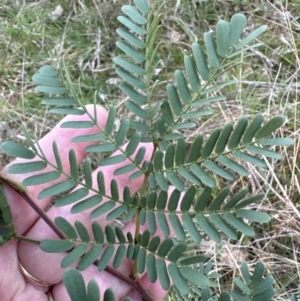 Acacia rubida at Belconnen, ACT - 26 Aug 2023