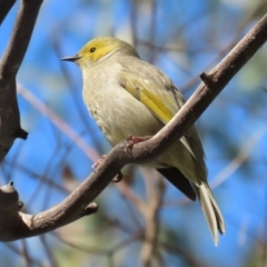 Ptilotula penicillata (White-plumed Honeyeater) at Fyshwick, ACT - 25 Aug 2023 by RodDeb