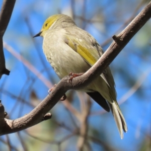 Ptilotula penicillata at Fyshwick, ACT - 25 Aug 2023