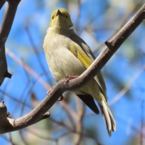 Ptilotula penicillata at Fyshwick, ACT - 25 Aug 2023