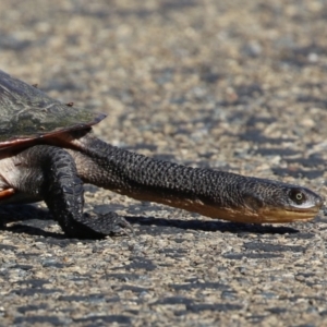 Chelodina longicollis at Fyshwick, ACT - 25 Aug 2023 02:16 PM