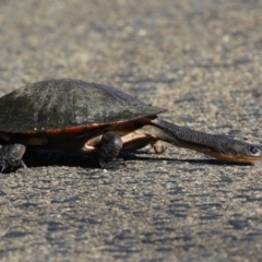 Chelodina longicollis at Fyshwick, ACT - 25 Aug 2023 02:16 PM