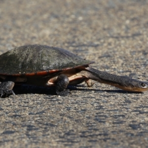 Chelodina longicollis at Fyshwick, ACT - 25 Aug 2023 02:16 PM