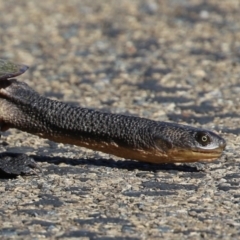 Chelodina longicollis at Fyshwick, ACT - 25 Aug 2023 02:16 PM